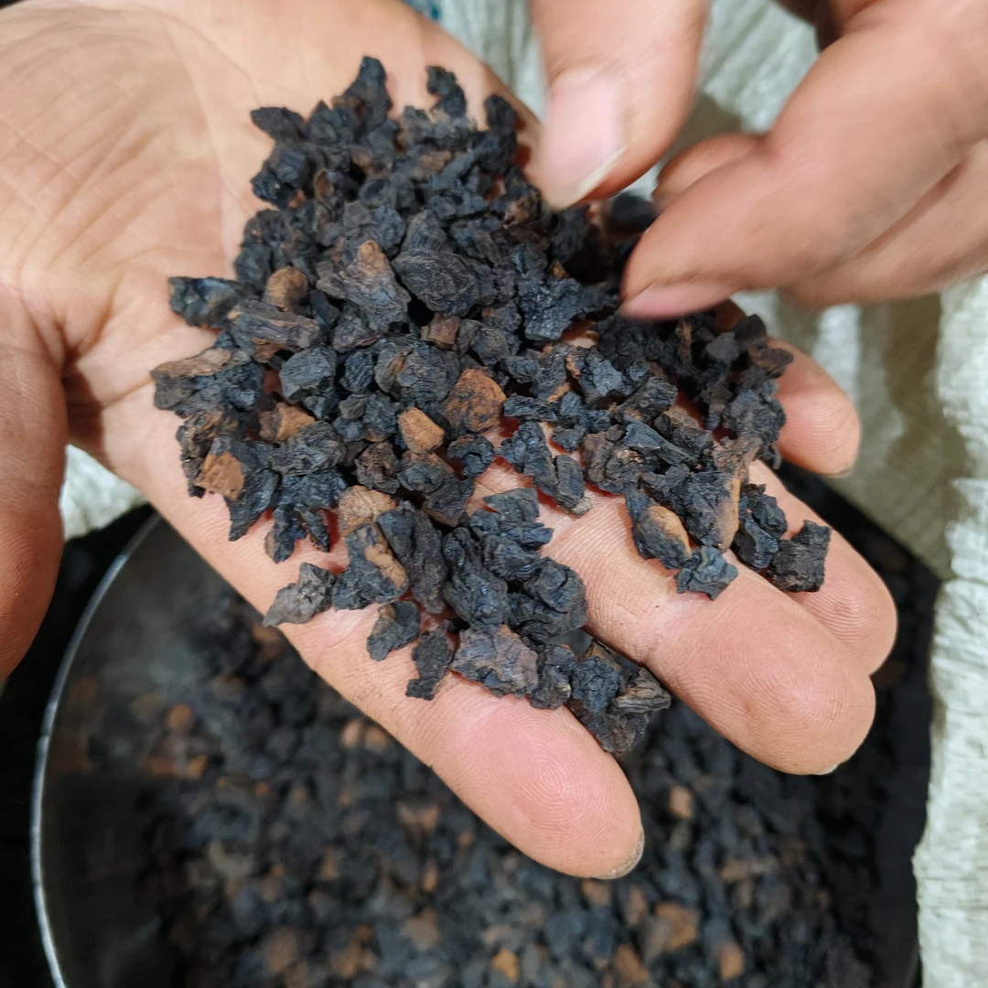 长白山大山里的桦树茸黑晶颗粒