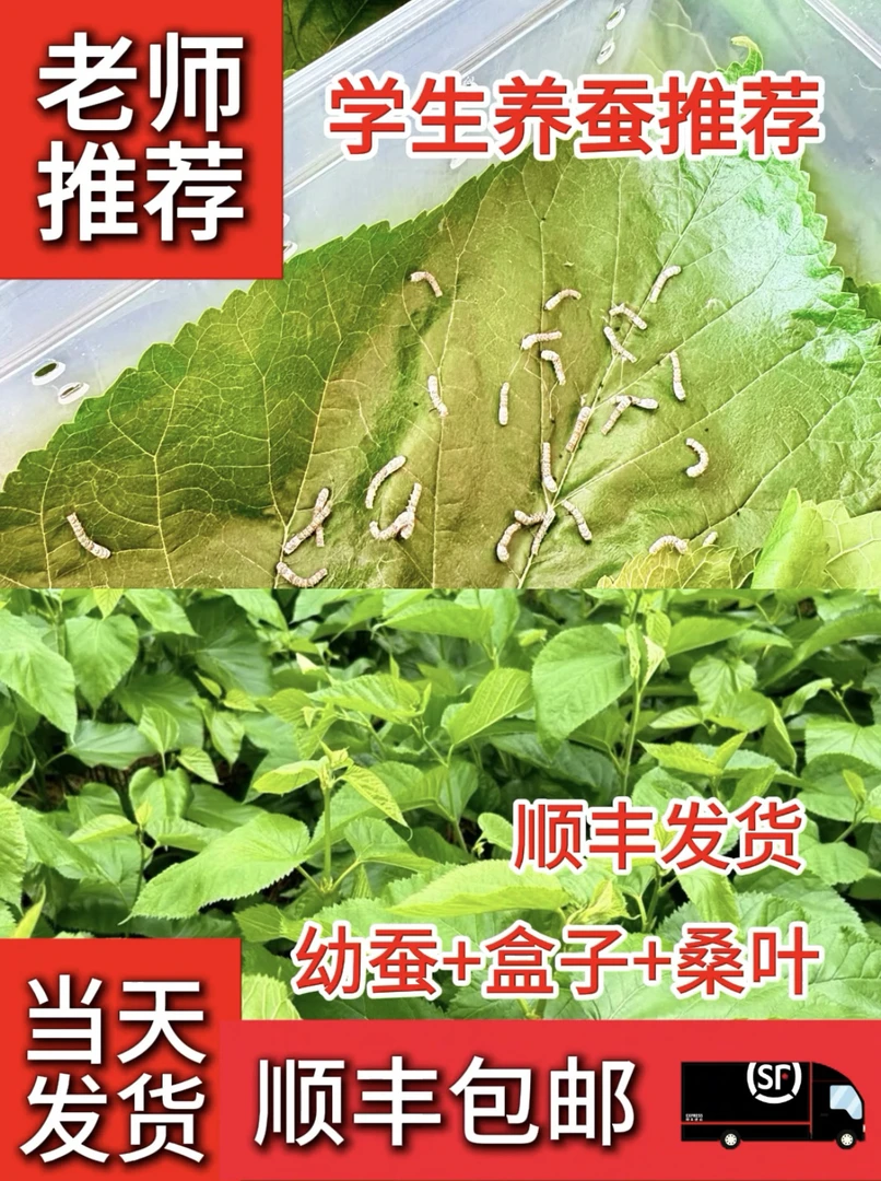 2龄蚕宝宝10只送桑叶【顺丰快运】