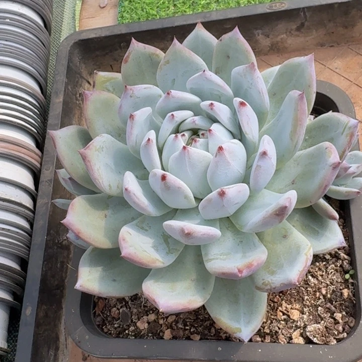宁**远祖母绿多肉植物一物一拍