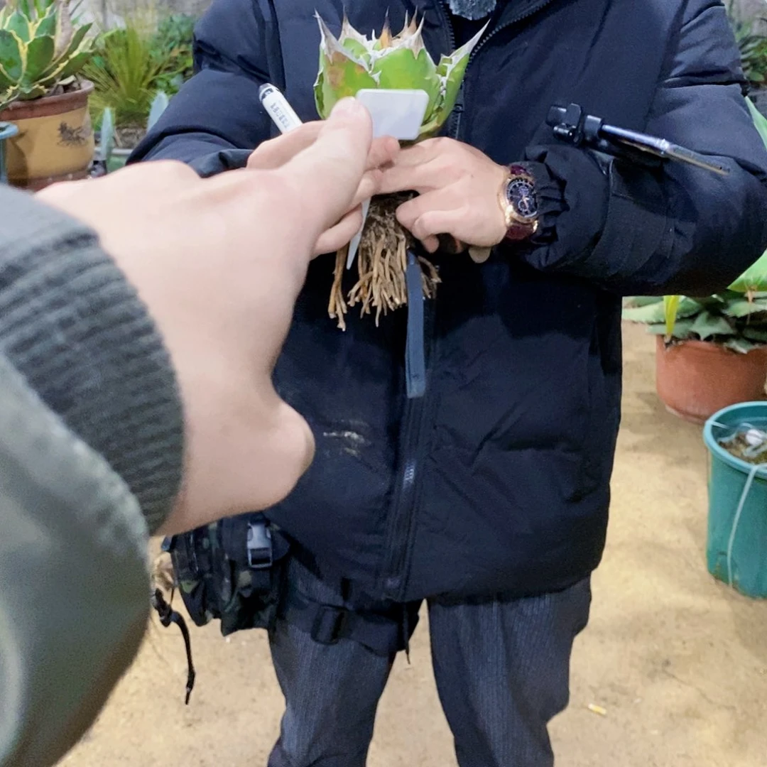 0722红猫龙舌兰一个