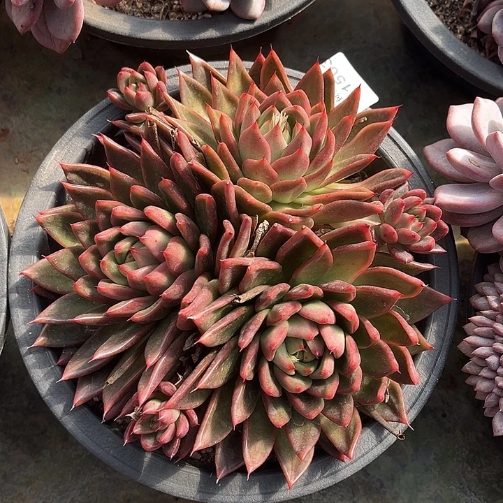 阿雅园艺。       1503红东云