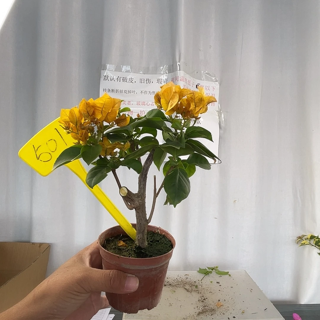 当前无花栽培后可以开花501掌中宝加州黄金