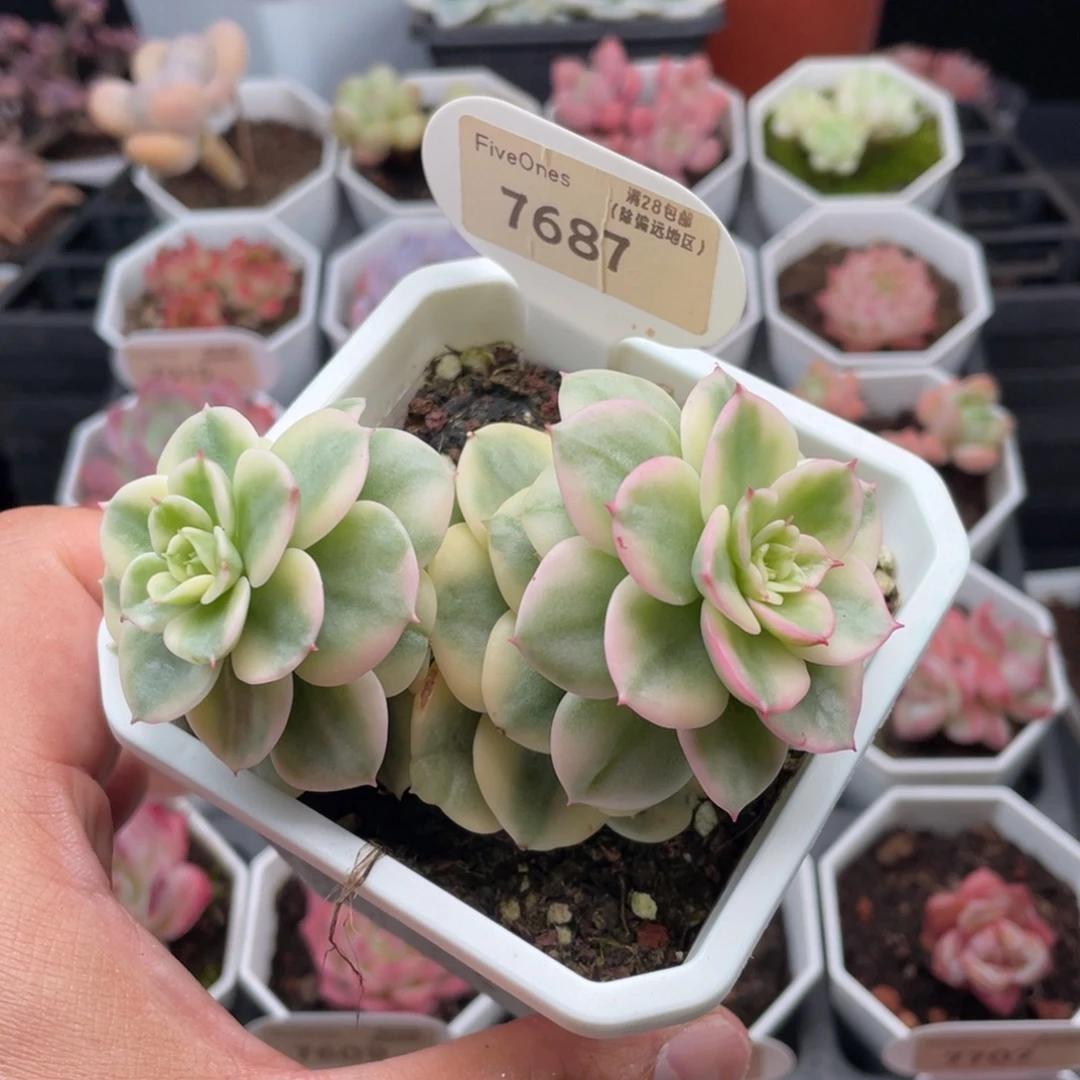 蜡牡丹锦7687-9.5厘米