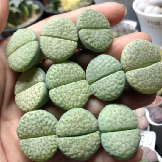 1081，2.3-2.8厘米下班福利