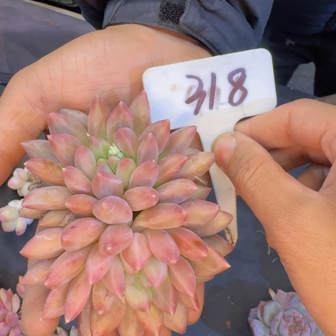 多肉葡萄干和水果茶都
