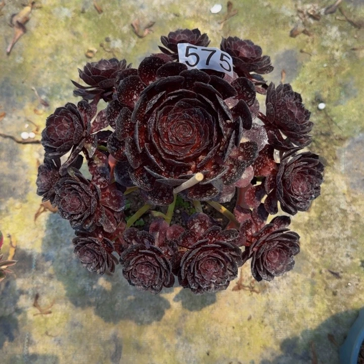 00000000575黑美人