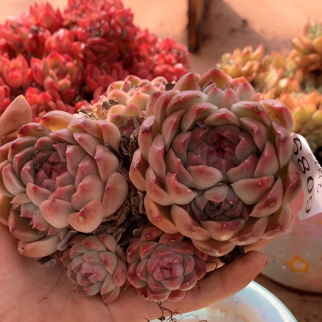 咖***辣6809散群特价不售后