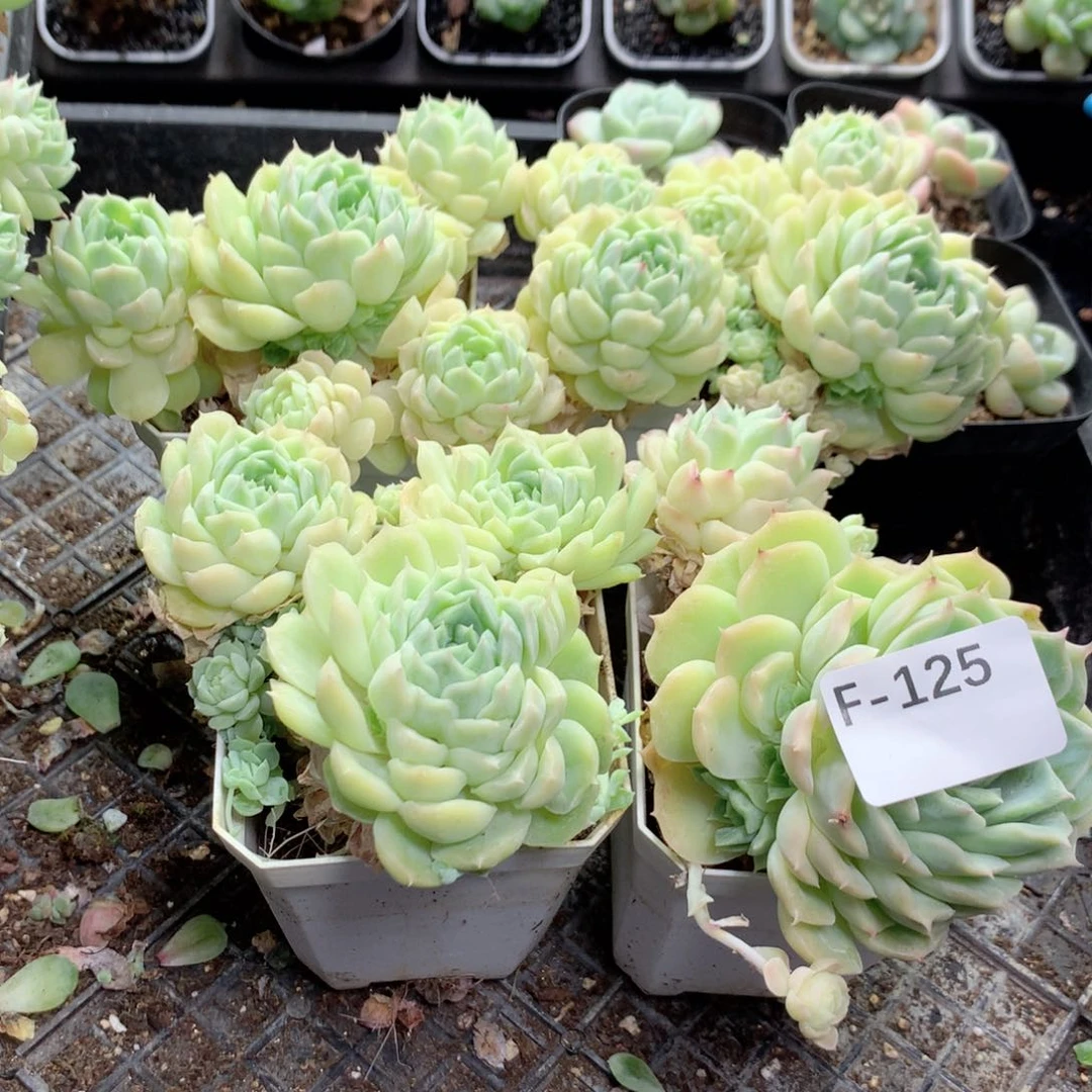 无花朵F125英语英语英语