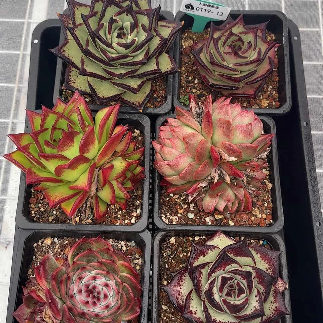 从前慢甄选多肉0119-13