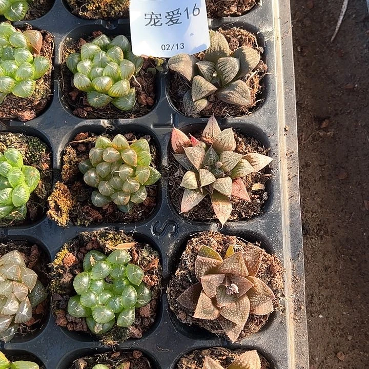 直播福利一物一拍16