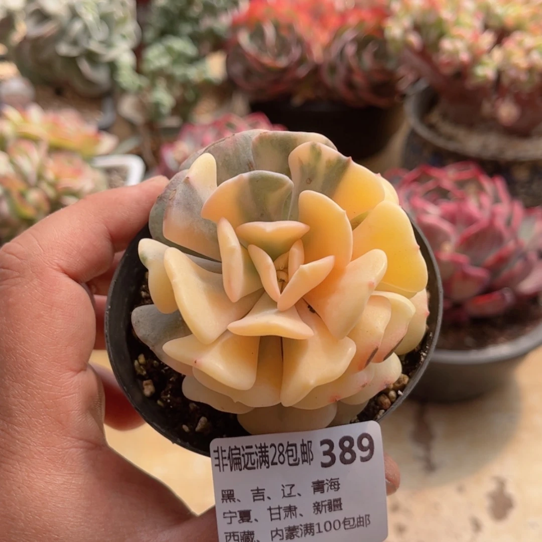 【闪购商品】389雪精灵锦