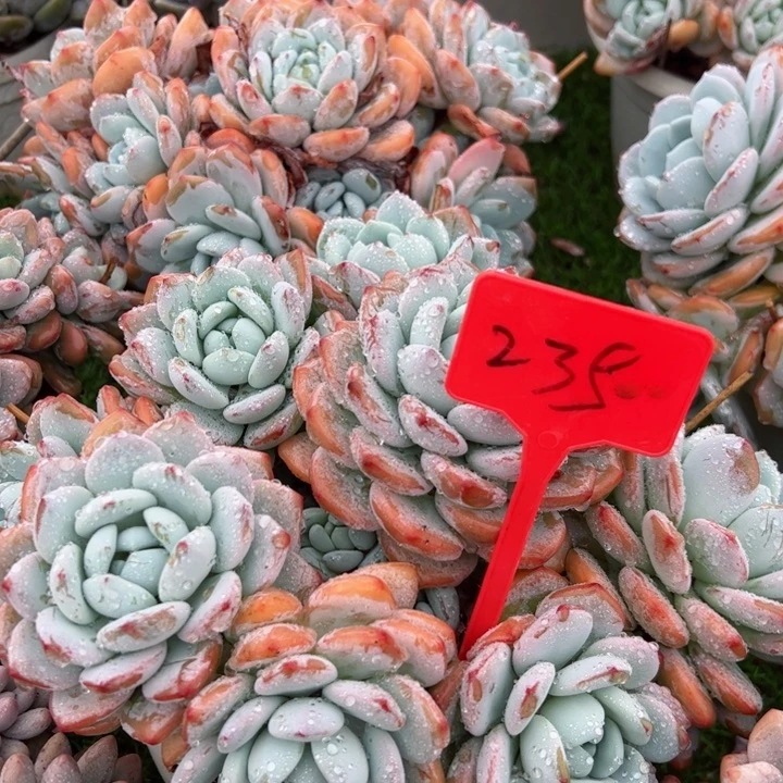 235冷香平平安安健健康康