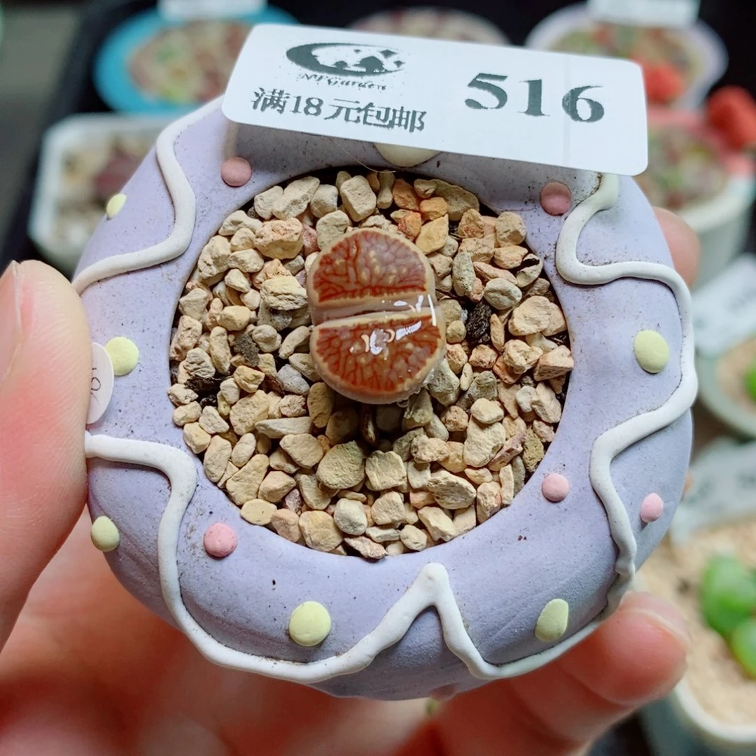 生石花花花花花花516