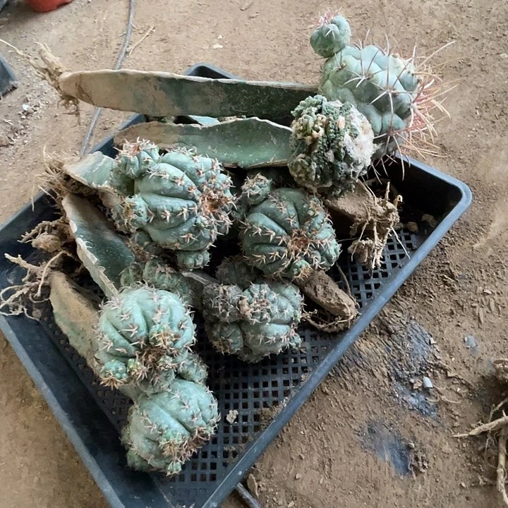 完全开放牡丹猫爪菲冠10