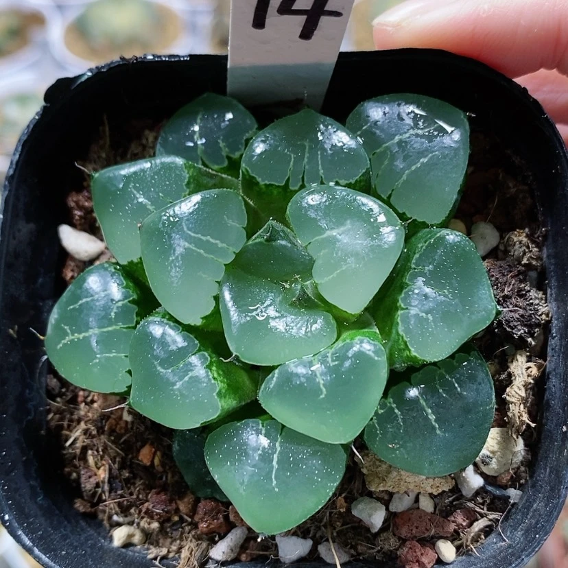【闪购商品】14丸叶姬翠
