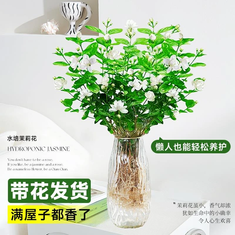 茉莉花水培植物盆栽带花苞办公室内桌面好懒人鲜花水培室内植物