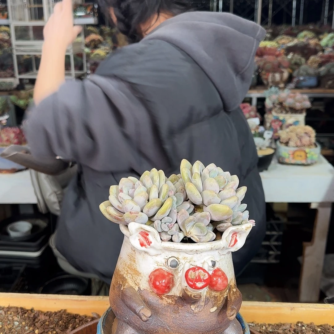 蔓*蔓文，盆2个82        盆