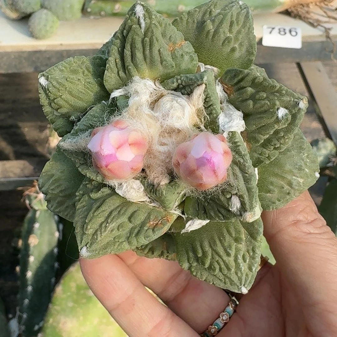 全部花朵怒涛牡丹957