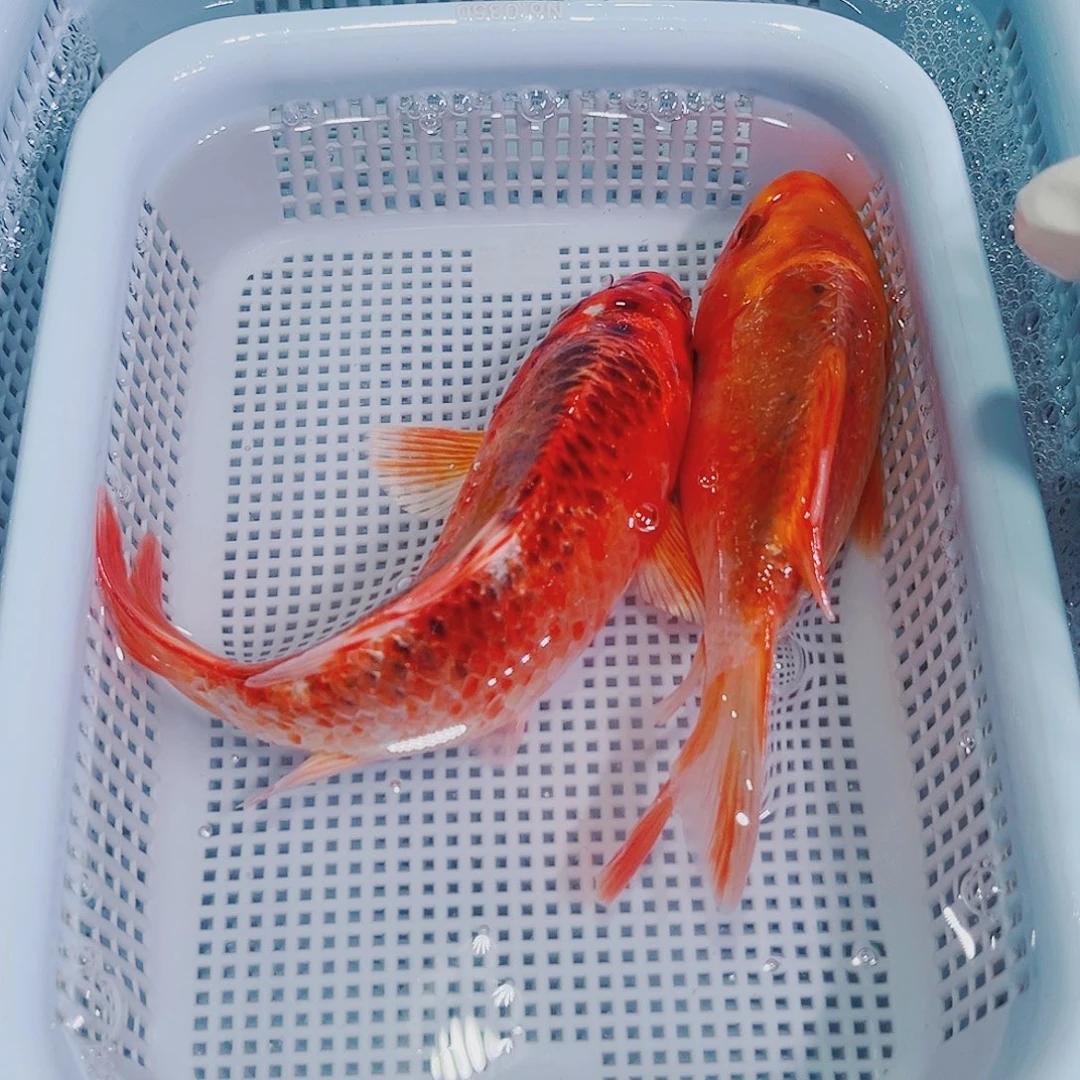 锦鲤锦鲤冷水观赏鱼149