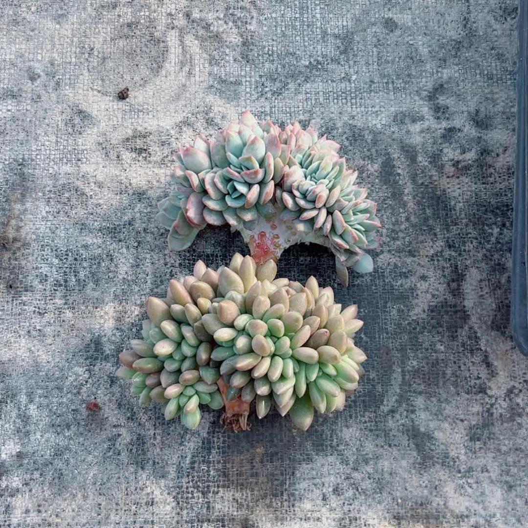 春*多肉植物多肉植物