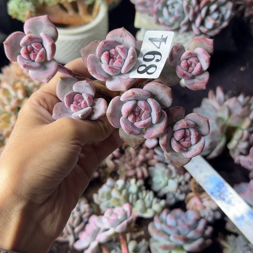 星影6头一物一拍894