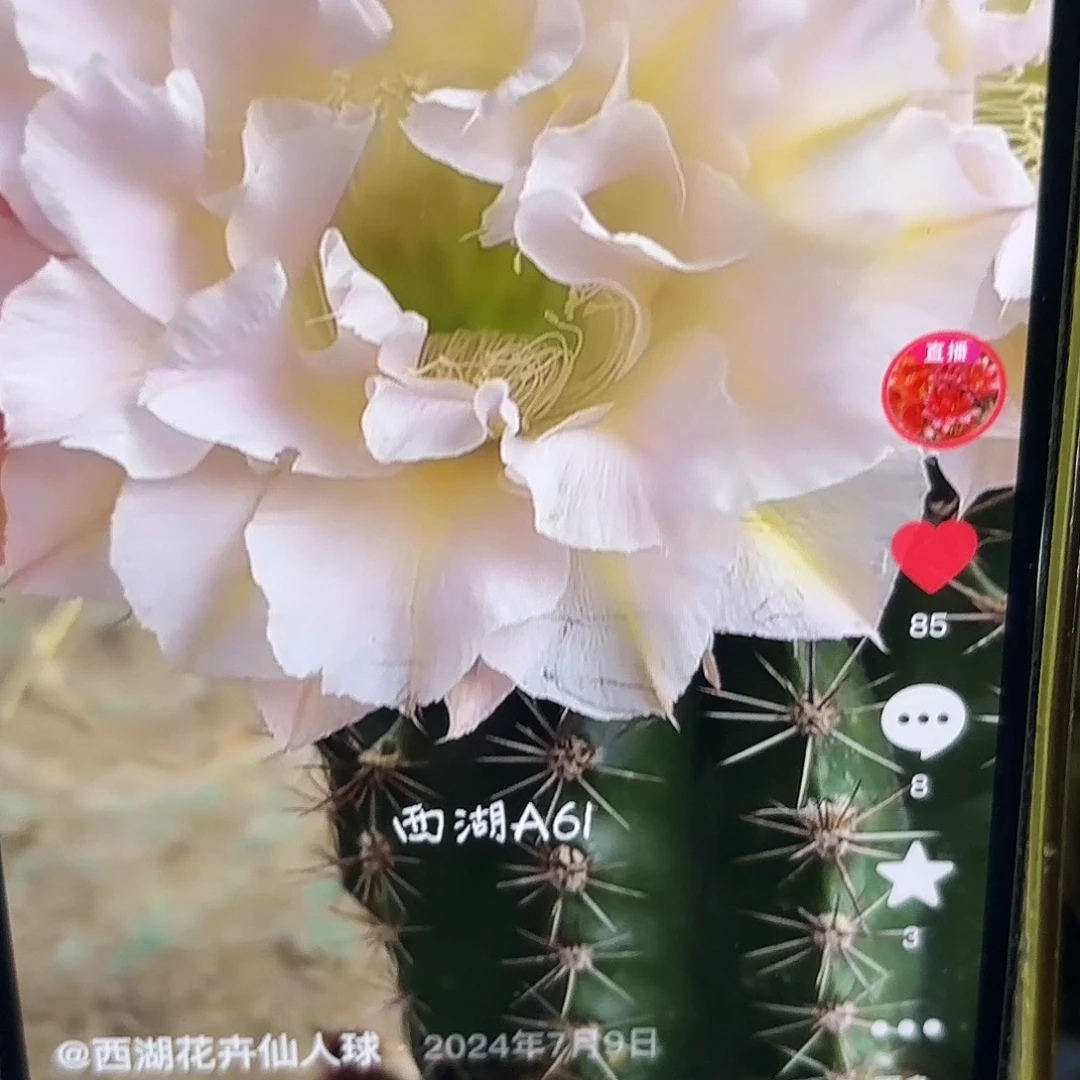 美人鱼彩侧牙20包邮仙人球36