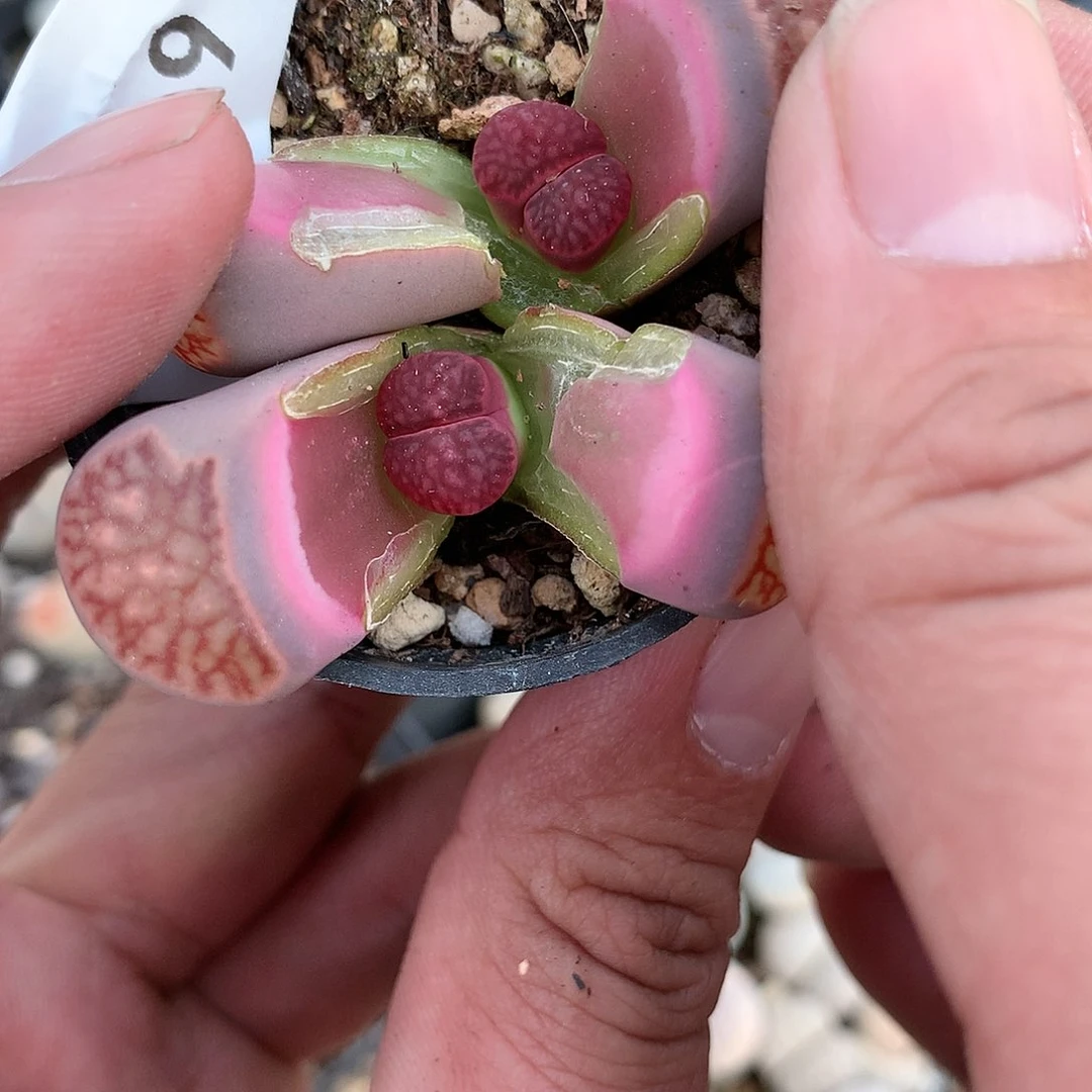 E349多肉植物保护