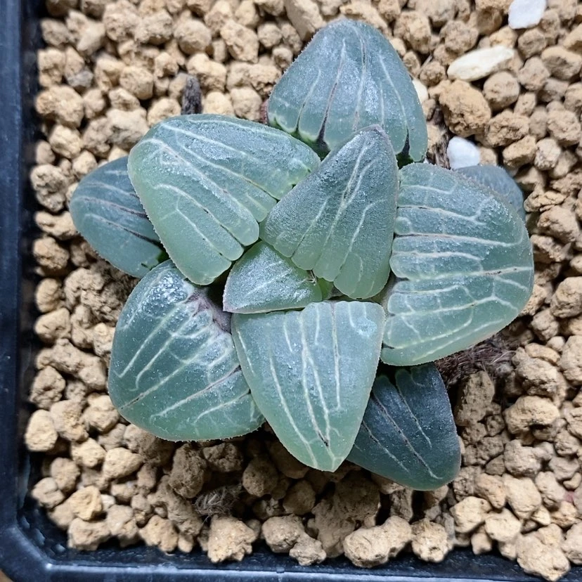 【闪购商品】74粉色甜心