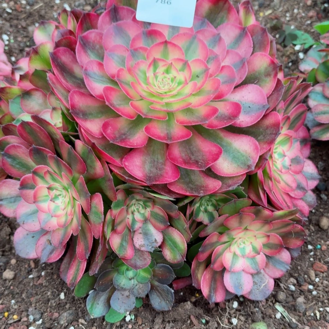 31法师锦多肉786荔枝发货