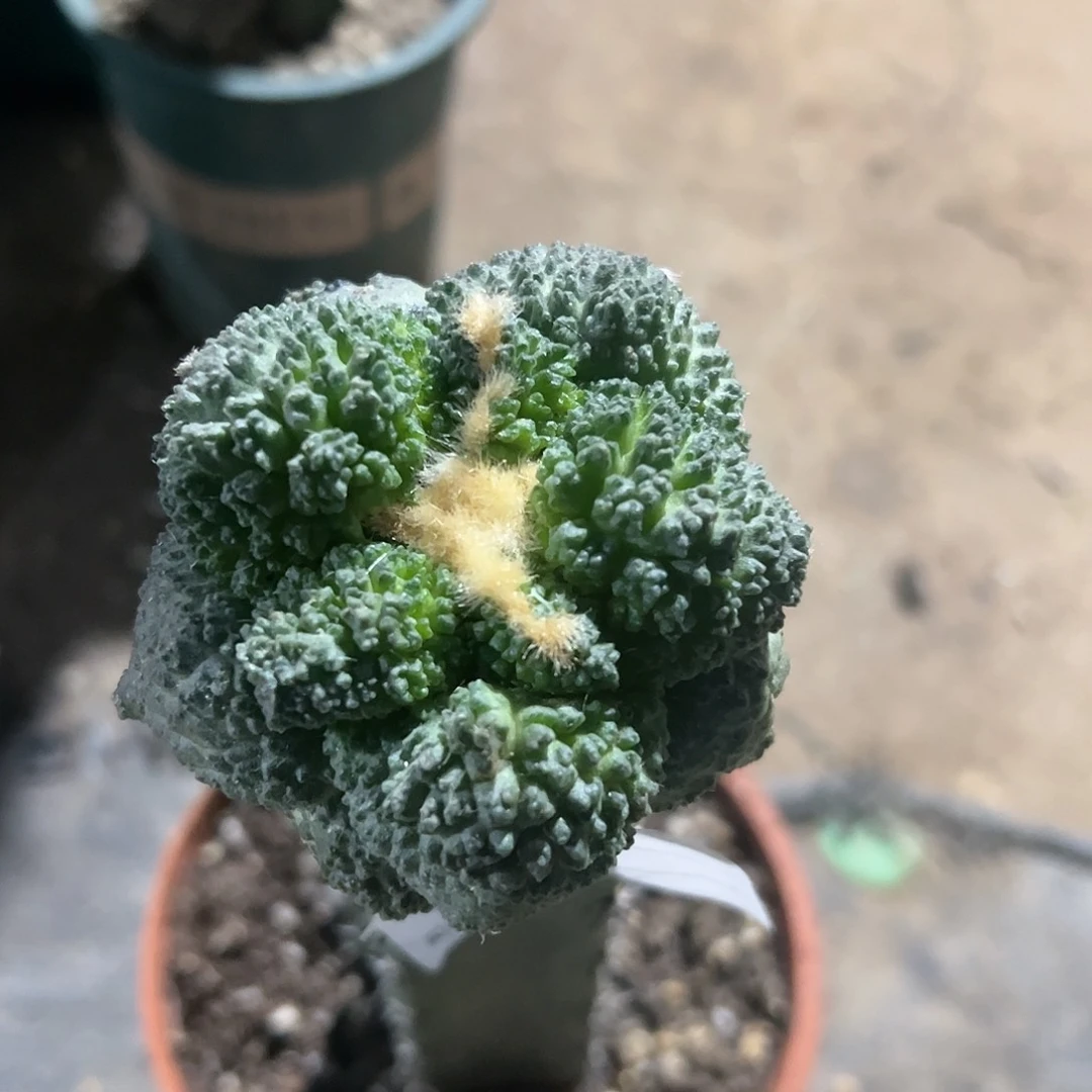 丸叶哥斯拉牡丹488