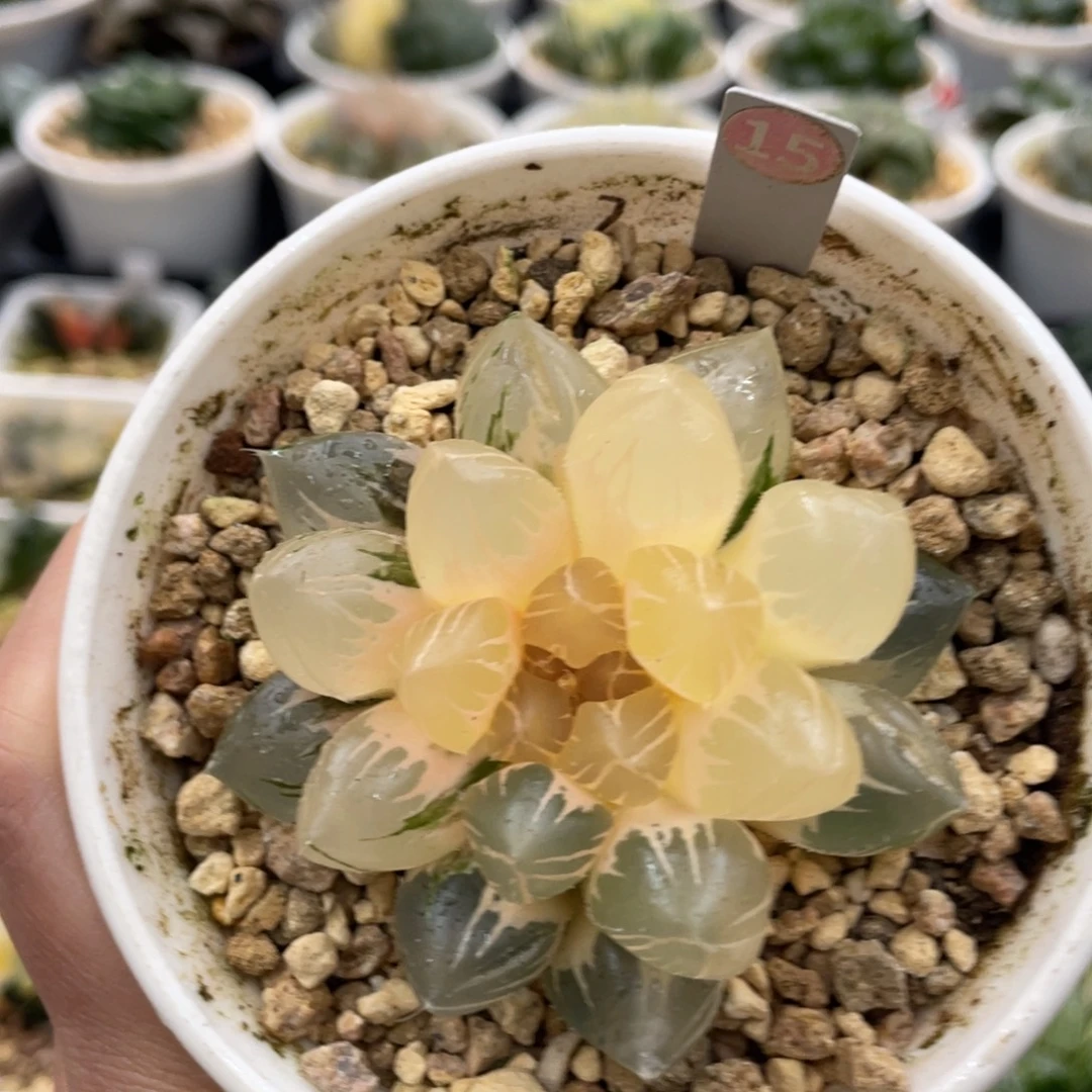 15 om玉露锦1111111