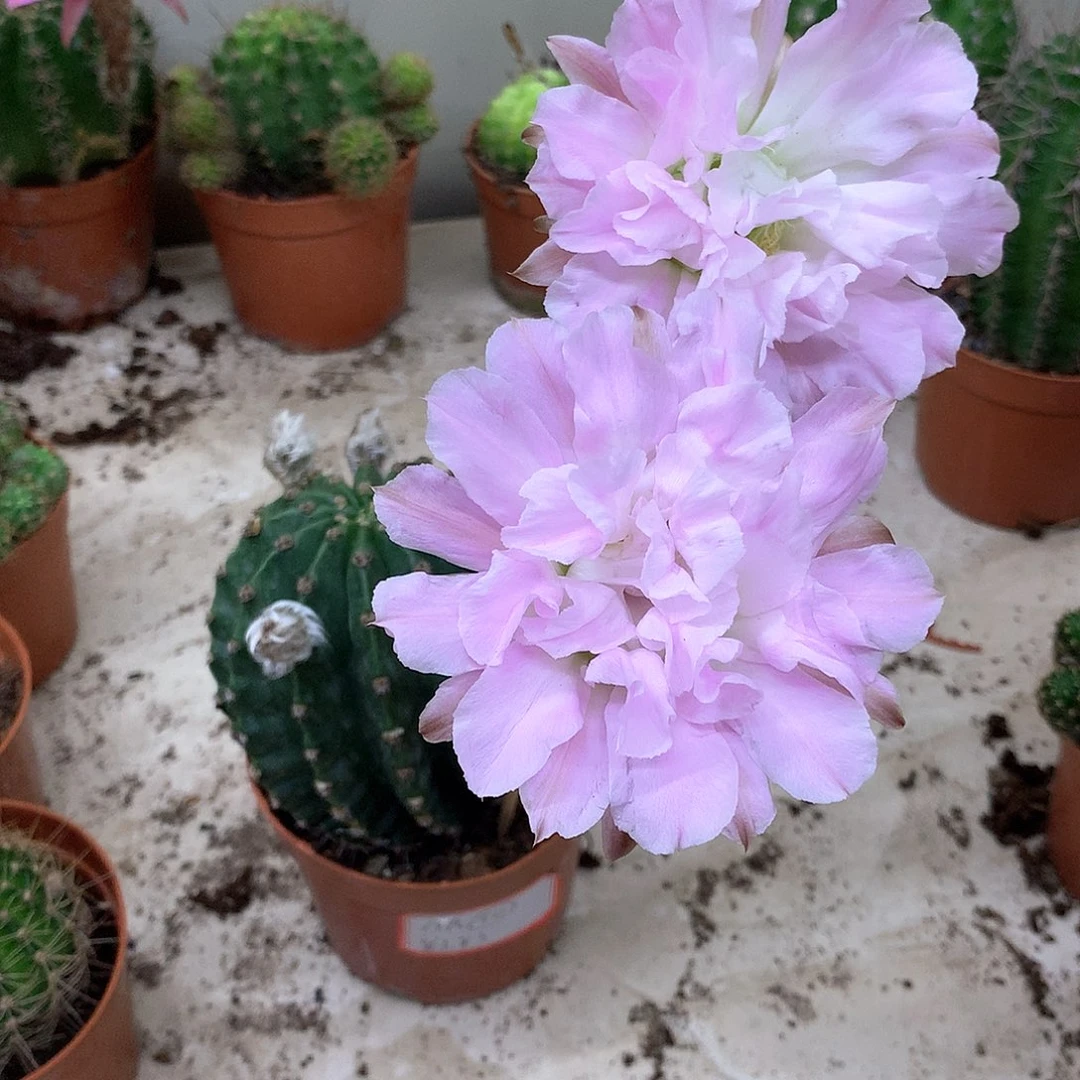 当前无花朵，栽培后可花朵