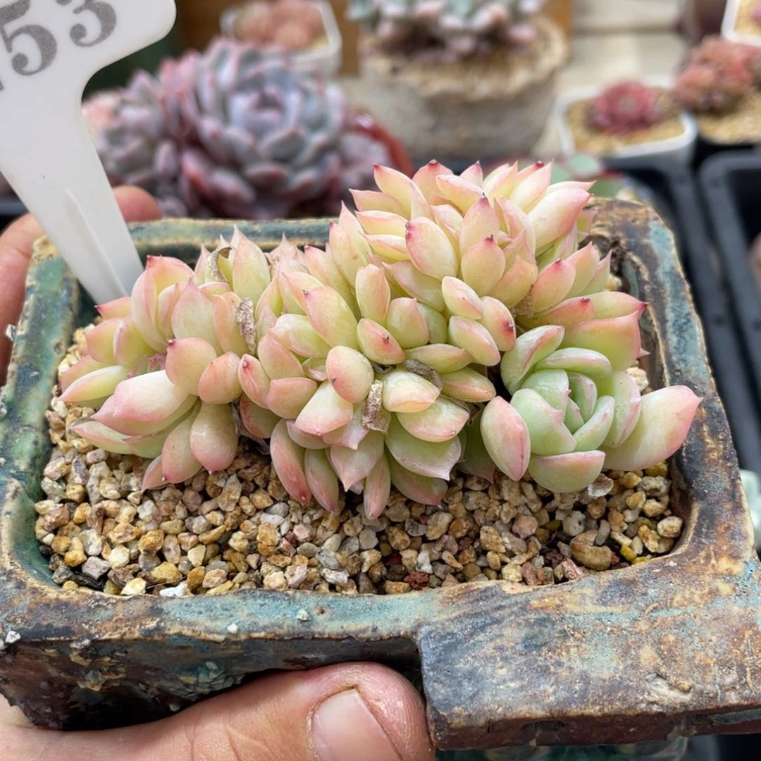 0253莎莎不带盆10厘米