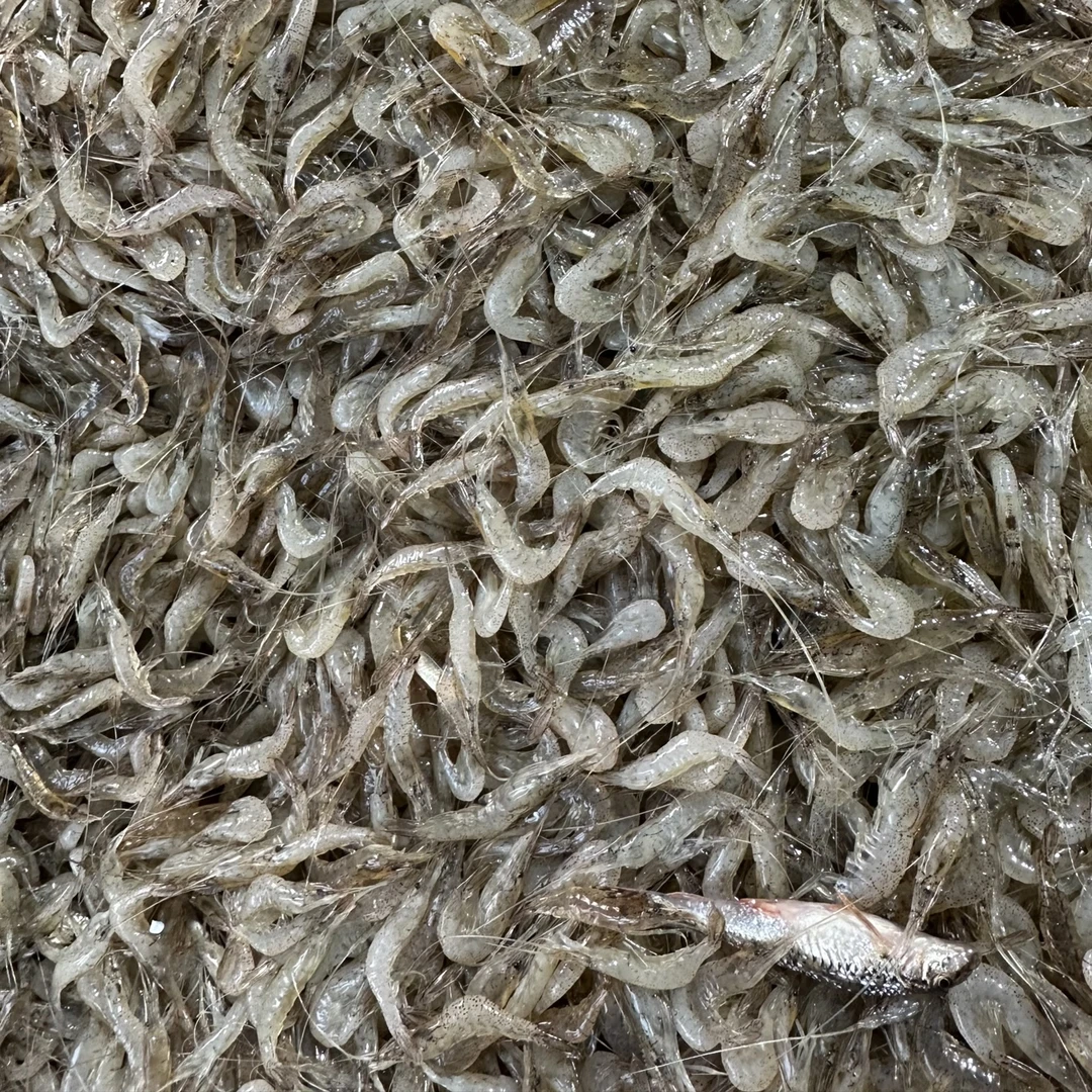 东北小虾8斤(冷冻发货)