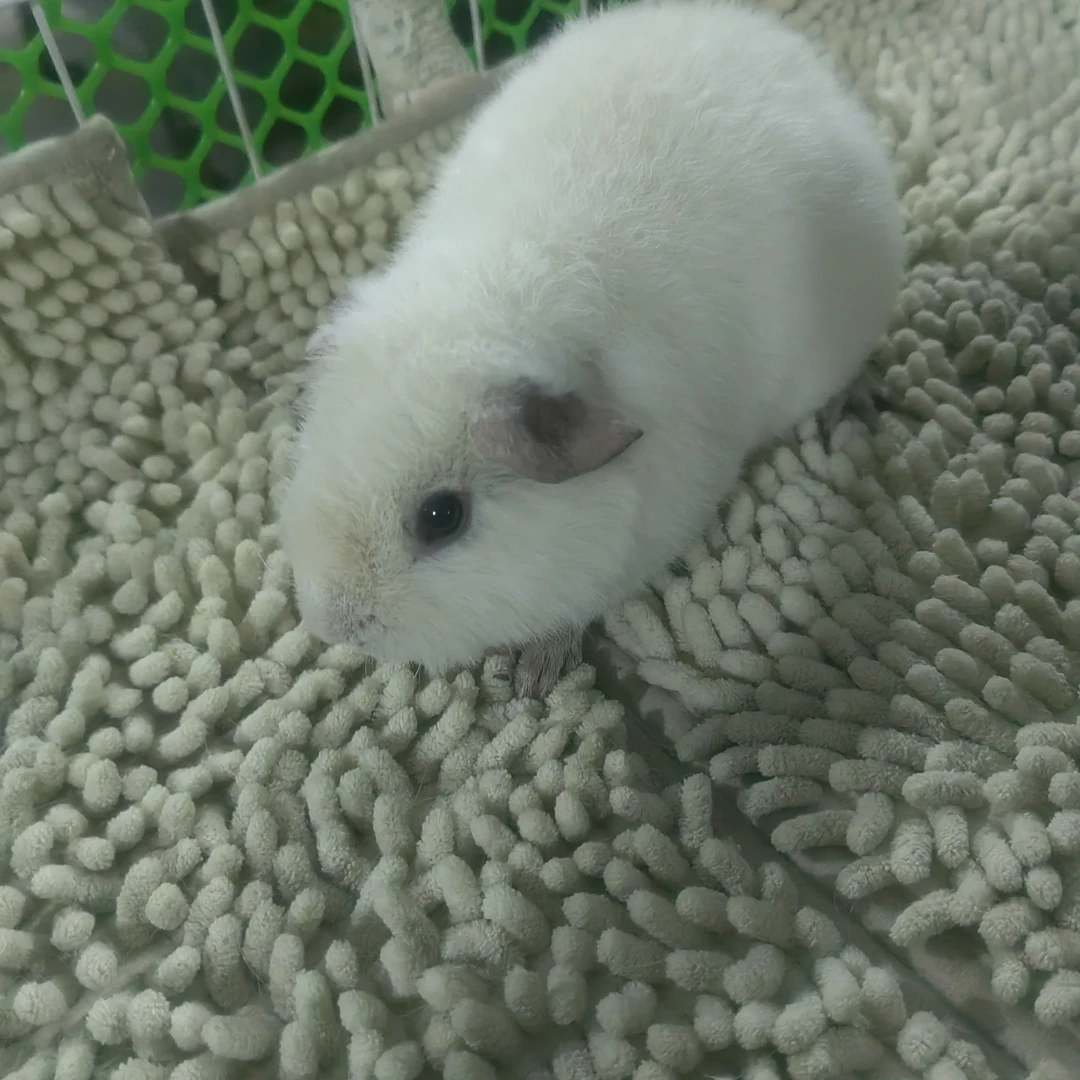 纯白美泰荷兰猪妹妹（一物一拍）