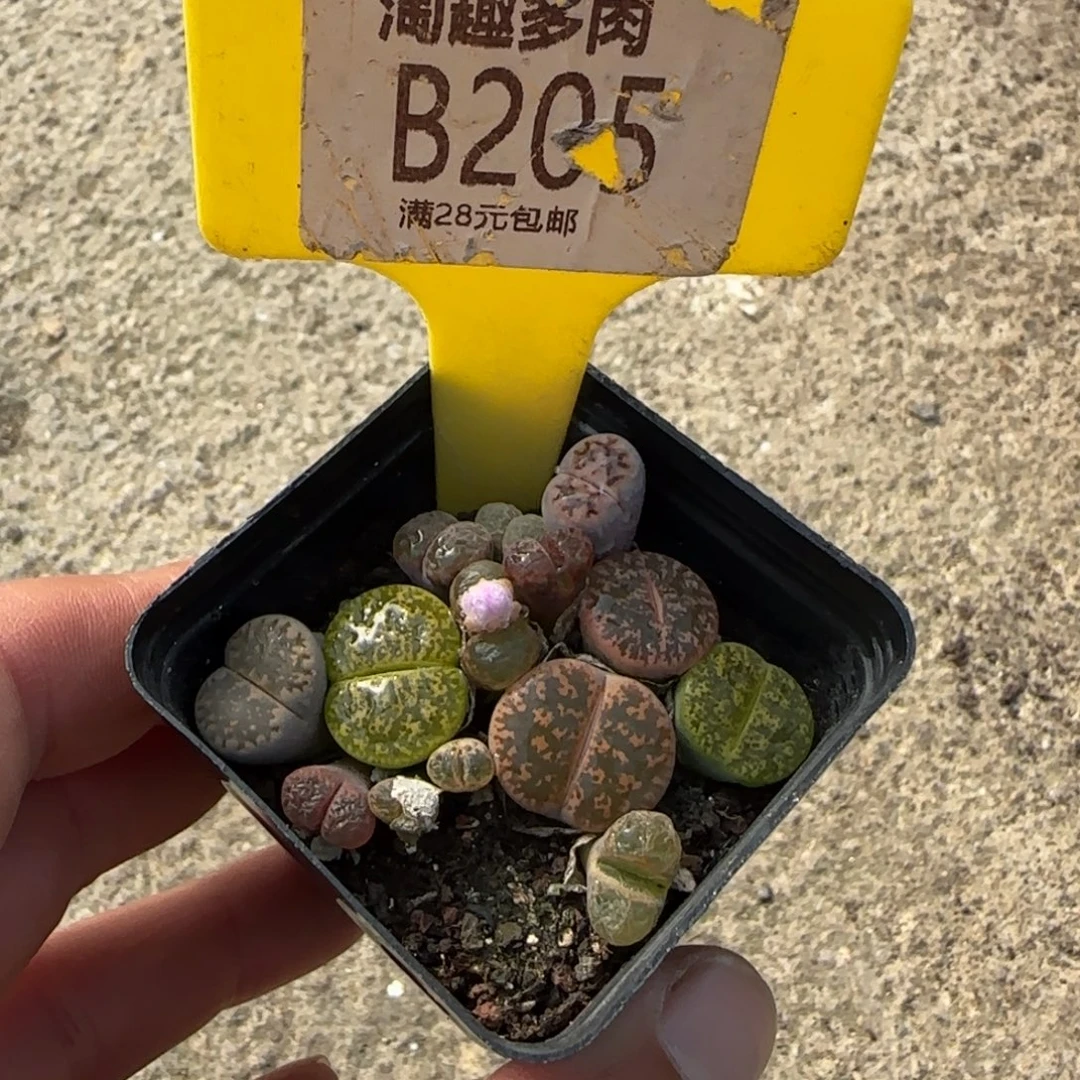 多肉植物生石花组合五弥合
