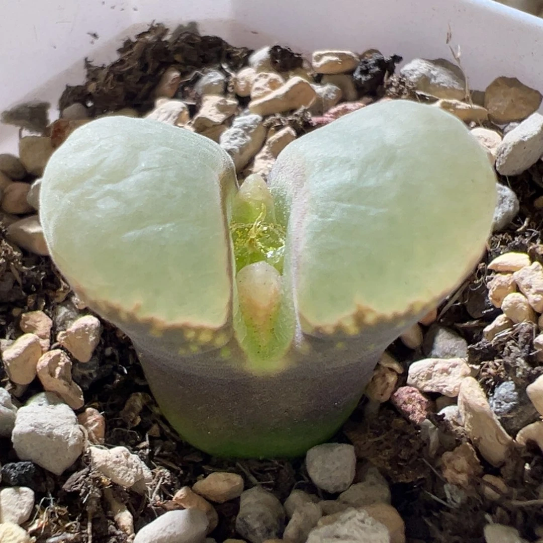 紫体白糯窗 大翻窗 好看13