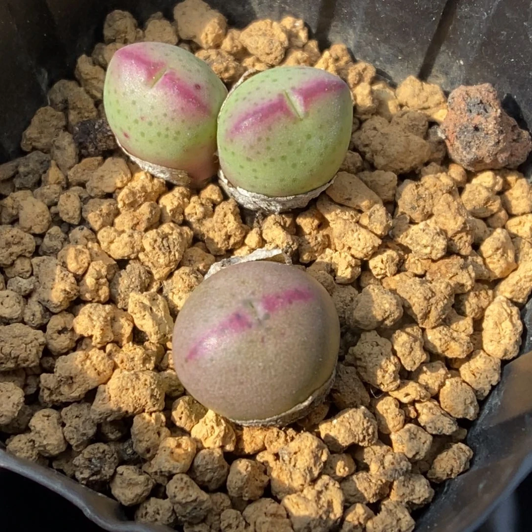 多肉植物肉锥杂交K-4771 两颗 福利