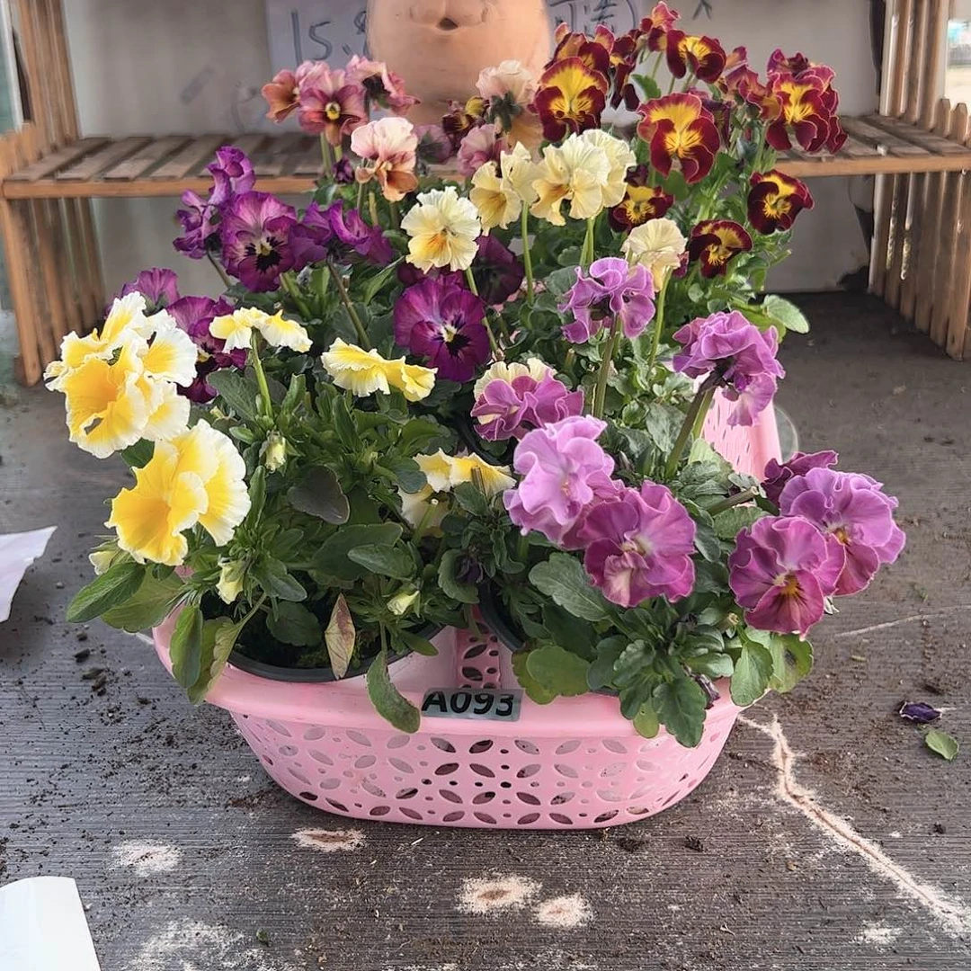 【闪购商品】093号