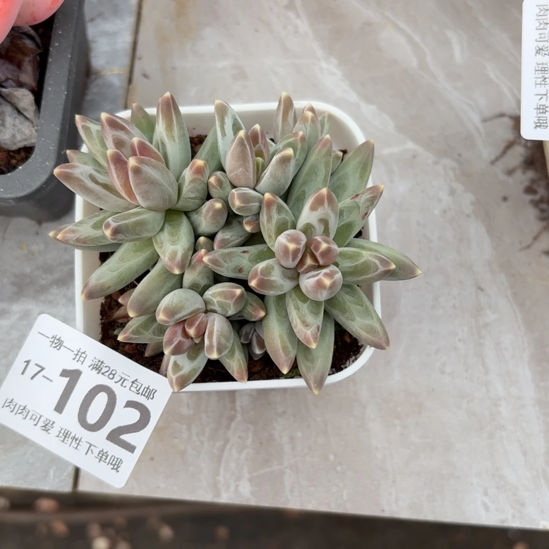 乌拉克拉无盆土发货无盆