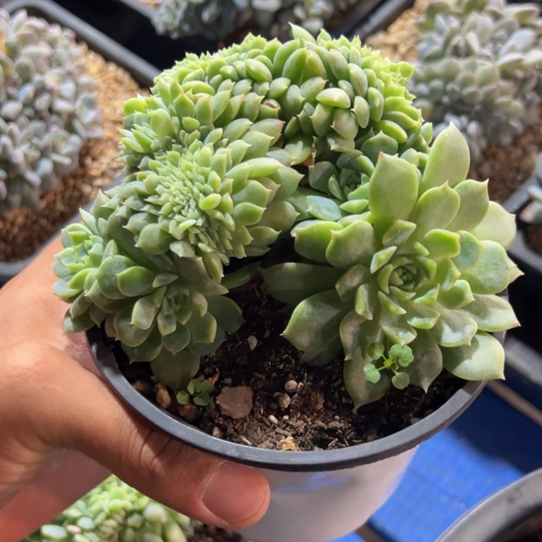 新年快乐 新年快乐