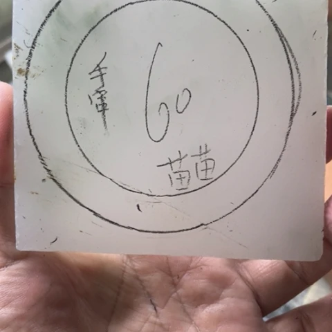 ****苗石英质玉（金丝玉）手镯未镶嵌加工定制