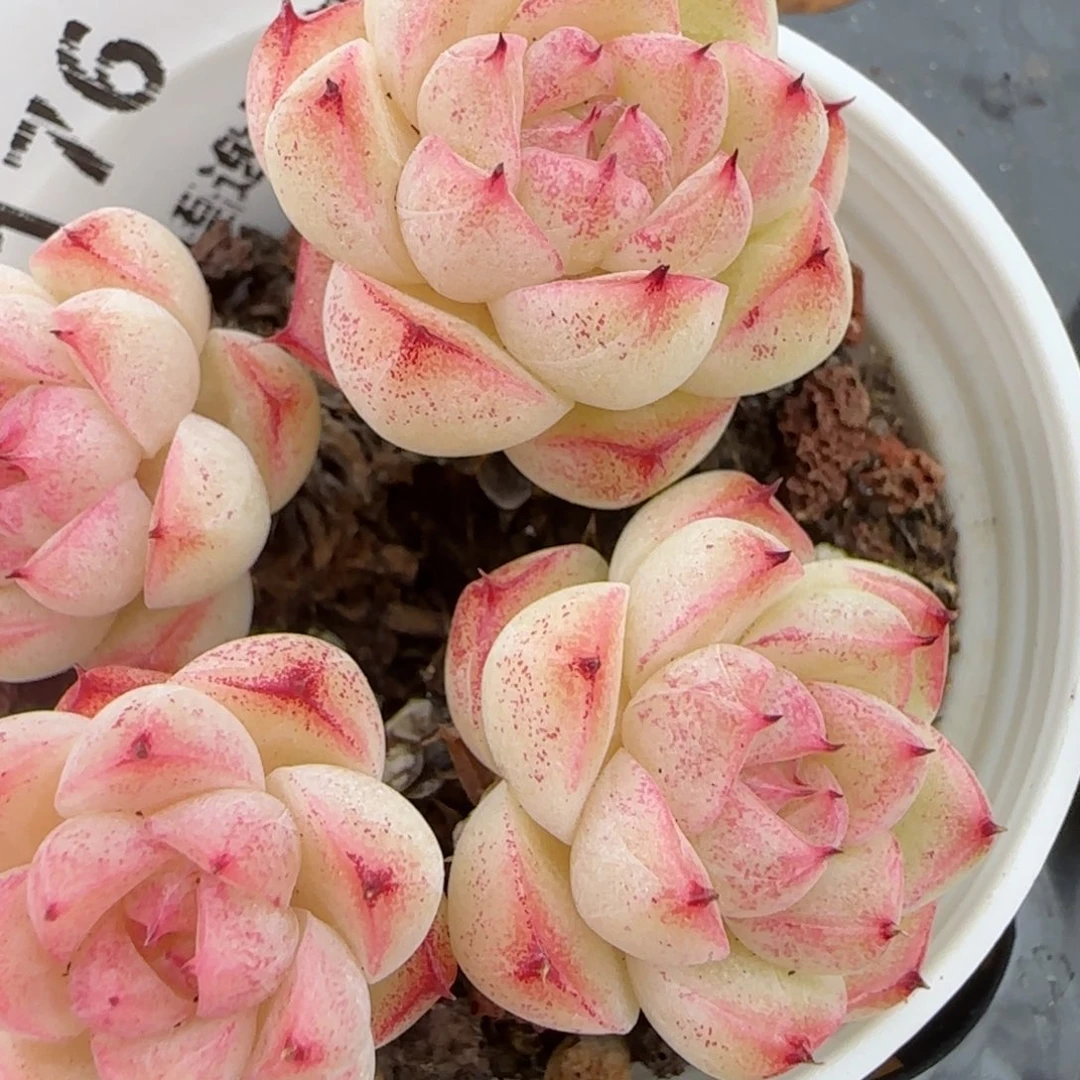 花语逸镜0207-176