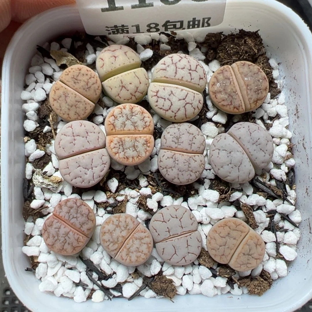 【闪购商品】1108……