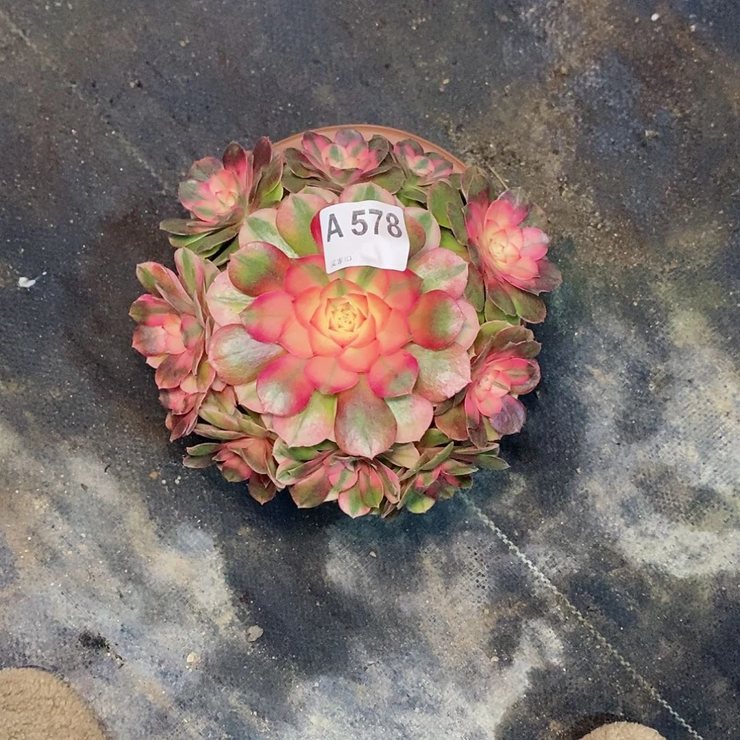 荔枝578多肉111111