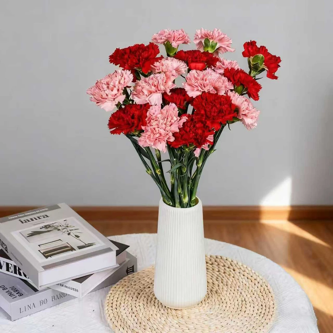 康乃馨鲜花云南昆明基地现采现发（送花瓶）