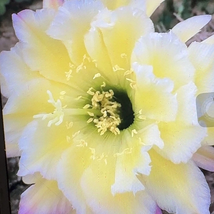 杜兰戈侧芽5公分左右毛花柱（20包邮）