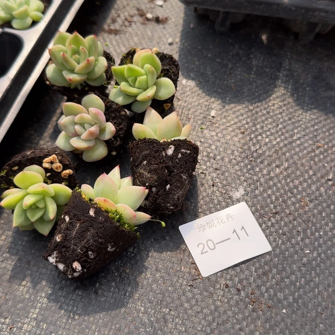 冰玉母本东云父本杂交量拍20-11