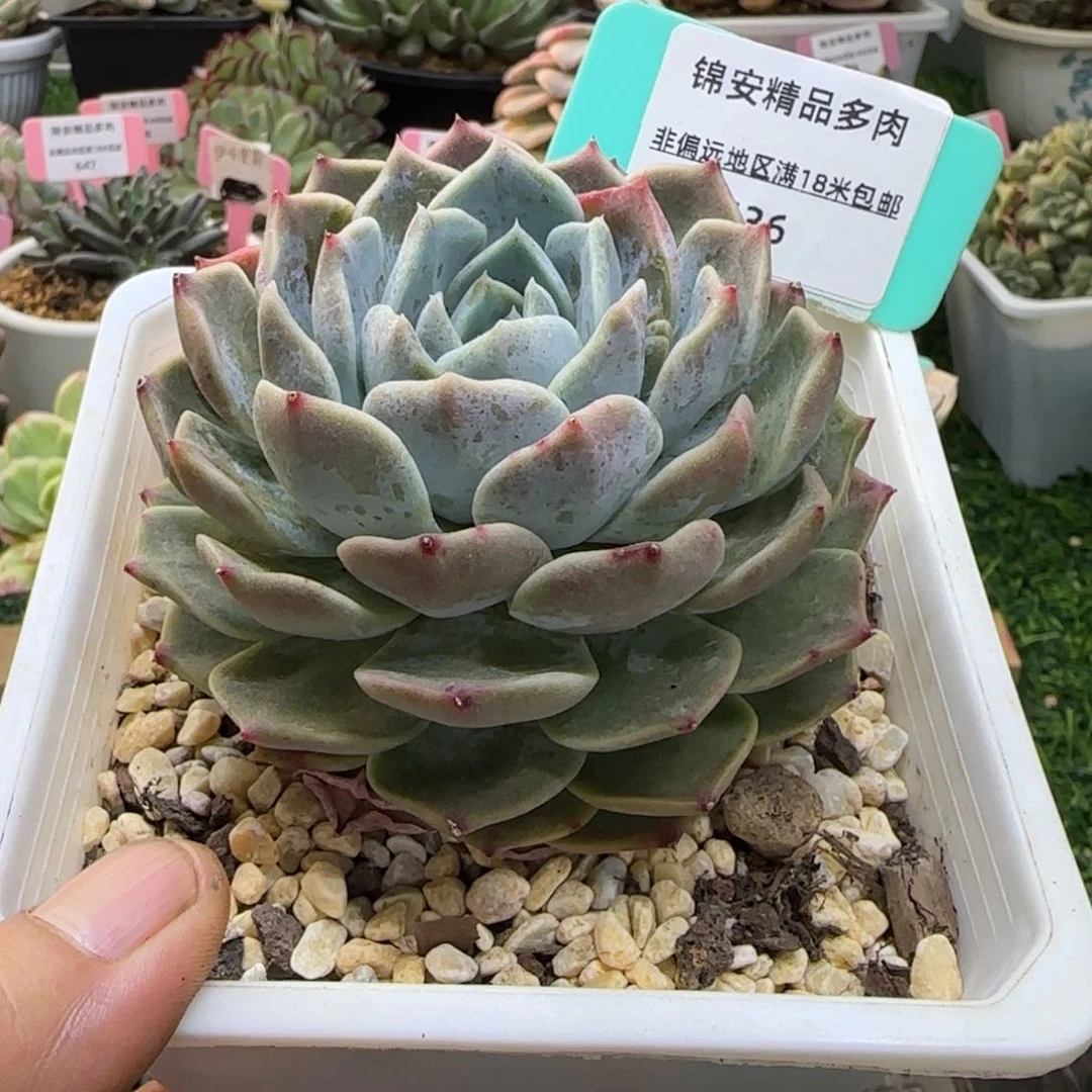 锦安精品多肉植物436