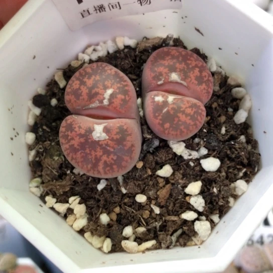 1413，双头酒红如图老疤